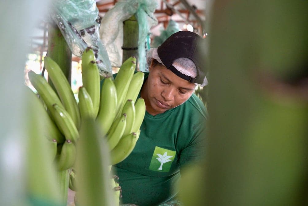 Banano ecuatoriano: crecimiento frágil en manos de pocos mercados