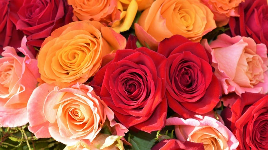 La rosa, la flor más querida del mundo, tiene una historia de lucha y belleza